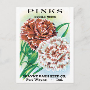 Vintage Seed Packet Art, Pinks Carnation Flowers Vykort