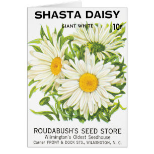 Vintage Seed Packet Art, Shasta Daisy Flowers Hälsningskort