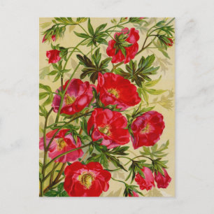 Vintage Seed Packet Catalog Cards, Postage, Gifts Vykort