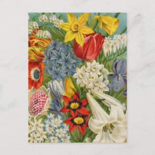 Vintage Seed Packet Catalog Cards, Postage, Gifts Vykort