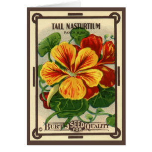 Vintage Seed Packet Label Art, Nasturtium Flowers Hälsningskort