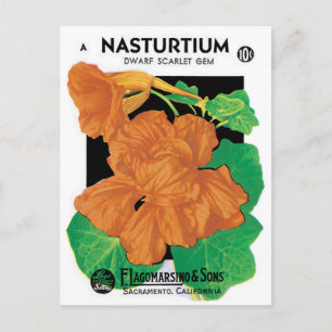 Vintage Seed Packet Label Art, Nasturtium Flowers Vykort