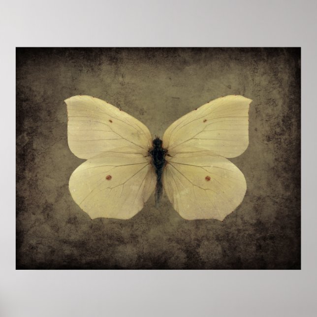 Vintage sepia butterfly poster (Framsidan)