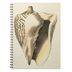 Vintage Sepia Conch-Snäcka Anteckningsbok Med Spiral
