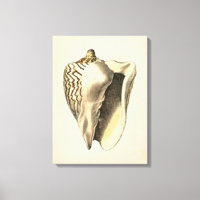 Vintage Sepia Conch-Snäcka Canvastryck (Framsida)