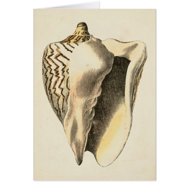 Vintage Sepia Conch-Snäcka Hälsningskort (Framsidan)