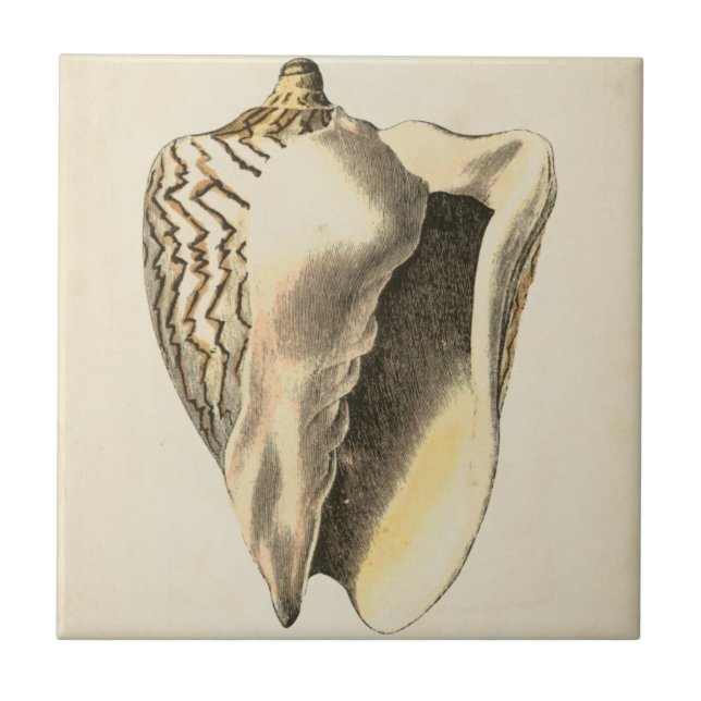 Vintage Sepia Conch-Snäcka Kakelplatta (Framsidan)