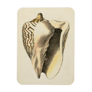 Vintage Sepia Conch-Snäcka Magnet
