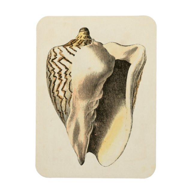 Vintage Sepia Conch-Snäcka Magnet (Vertikal)