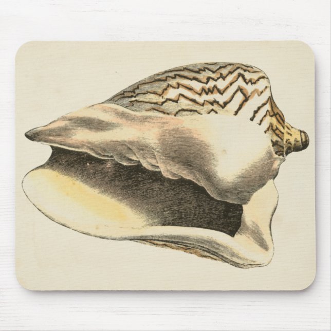 Vintage Sepia Conch-Snäcka Musmatta (Framsidan)