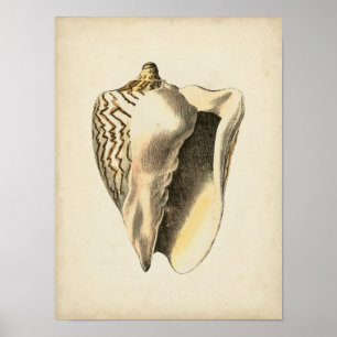 Vintage Sepia Conch-Snäcka Poster