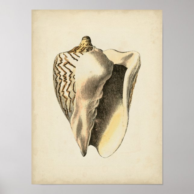 Vintage Sepia Conch-Snäcka Poster (Framsidan)