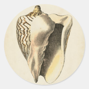 Vintage Sepia Conch-Snäcka Runt Klistermärke