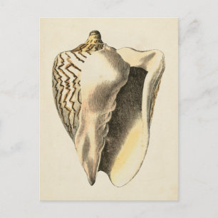Vintage Sepia Conch-Snäcka Vykort