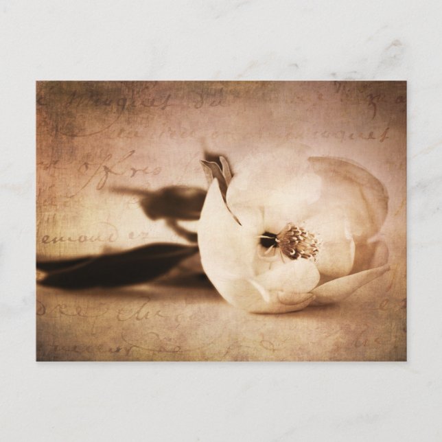 Vintage Sepia Magnolia Flower Blommigt Flower Vykort (Framsida)