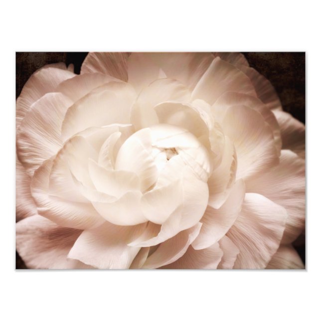 Vintage Sepia White & Cream Ranunculus Background Fototryck (Framsidan)