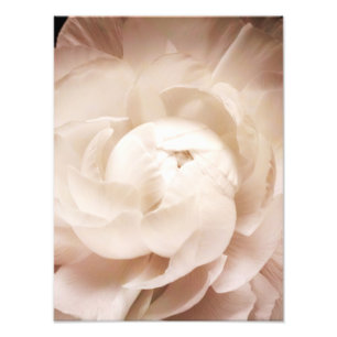 Vintage Sepia White & Cream Ranunculus Background Fototryck