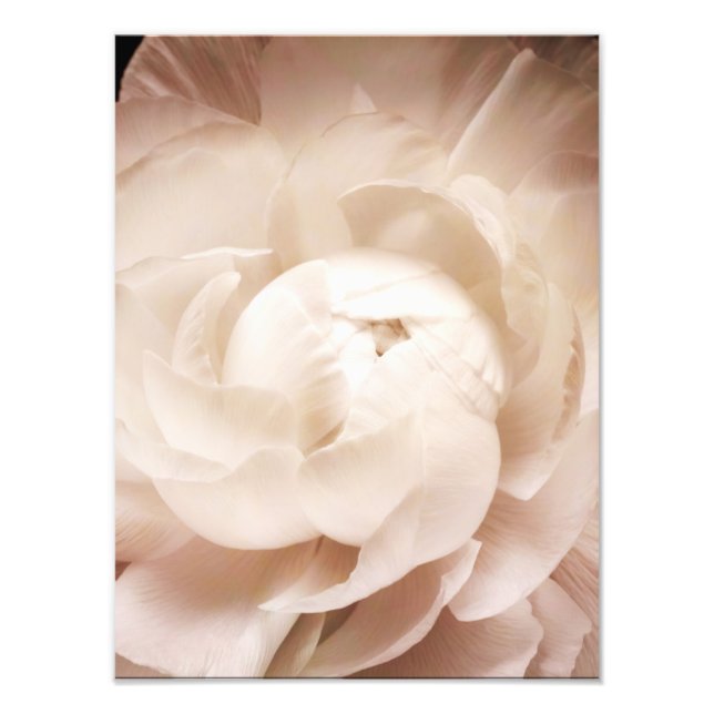 Vintage Sepia White & Cream Ranunculus Background Fototryck (Framsidan)