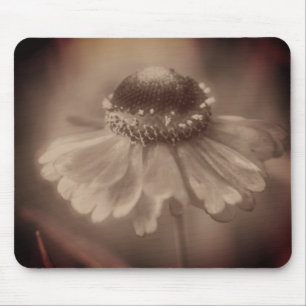 Vintage Sepia Zinnia Flower Musmatta