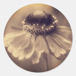Vintage Sepia Zinnia Flower Runt Klistermärke