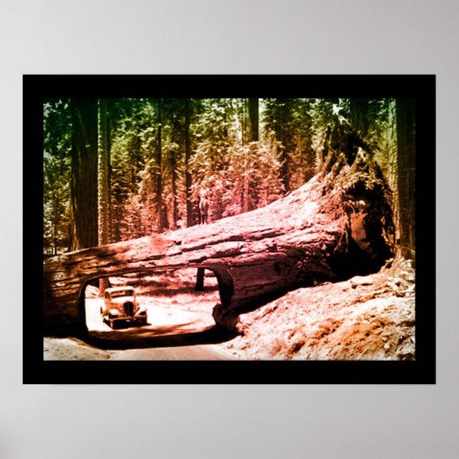 Vintage Sequoia Park Drive Poster (Framsidan)