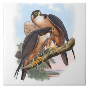 Vintage Shaheen Falcon Bird Animal Illustration Kakelplatta