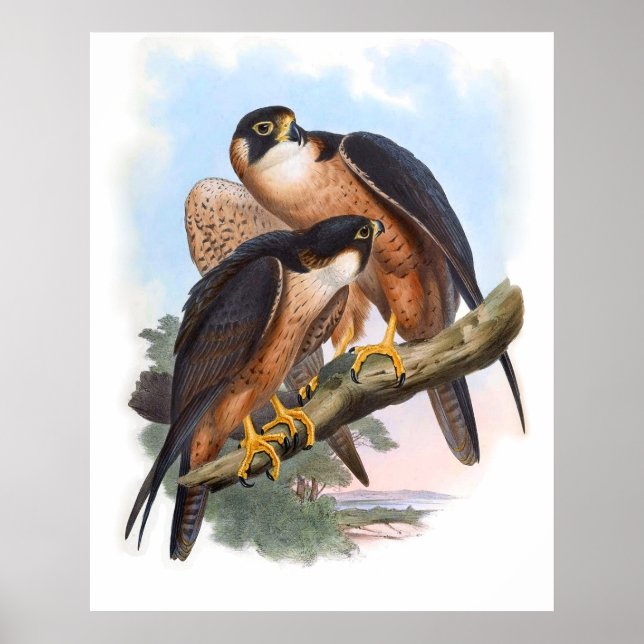 Vintage Shaheen Falcon Bird Poster (Framsidan)