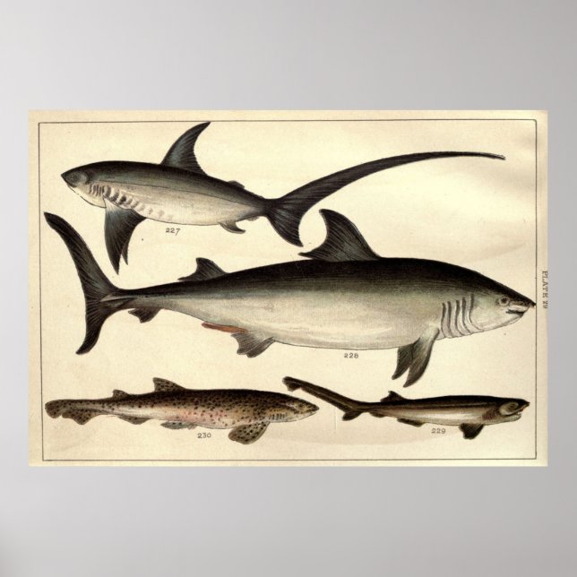 Vintage Shark Illustrative Diagram (1901) Poster (Framsidan)
