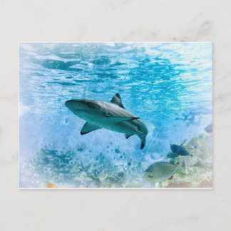 Vintage Shark-vykort Vykort