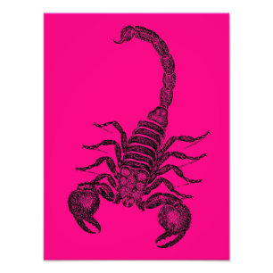 Vintage Shock rosa Scorpion Illustration -1800s Fototryck
