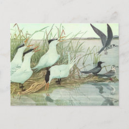 Vintage Shorebird in a Marsh by Louis Fuertes Vykort
