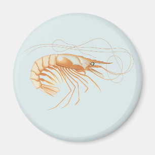 Vintage Shrimp Anatomy, Marine Life Animals Magnet