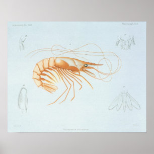 Vintage Shrimp Anatomy, Marine Life Animals Poster