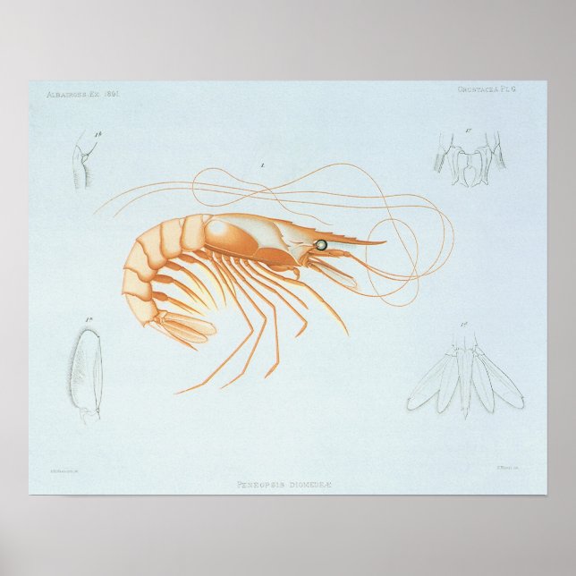 Vintage Shrimp Anatomy, Marine Life Animals Poster (Framsidan)