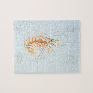 Vintage Shrimp Anatomy, Marine Life Animals Pussel