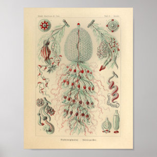 Vintage Sifonophorae Färg Ernst Haeckel Skriv ut Poster
