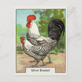 Vintage Silver Braekel Chicken Vykort