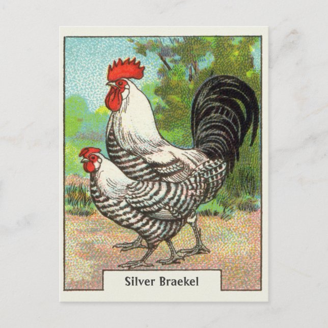 Vintage Silver Braekel Chicken Vykort (Framsida)
