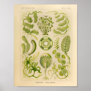 Vintage Siphoneae Färg Ernst Haeckel Art Print Poster