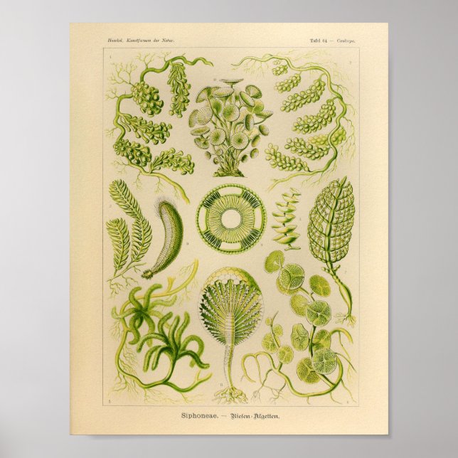 Vintage Siphoneae Färg Ernst Haeckel Art Print Poster (Framsidan)