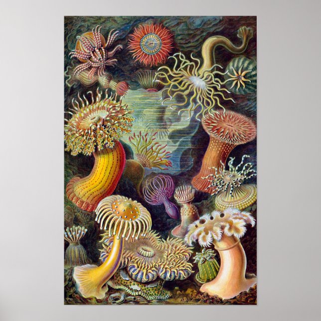Vintage sjöanemoner, Actiniae av Ernst Haeckel Poster (Framsidan)