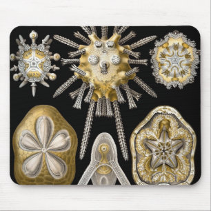 Vintage sjöborrar sanddollar av Ernst Haeckel Musmatta