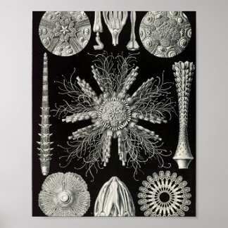 Vintage sjöborrar vetenskaplig illustration poster