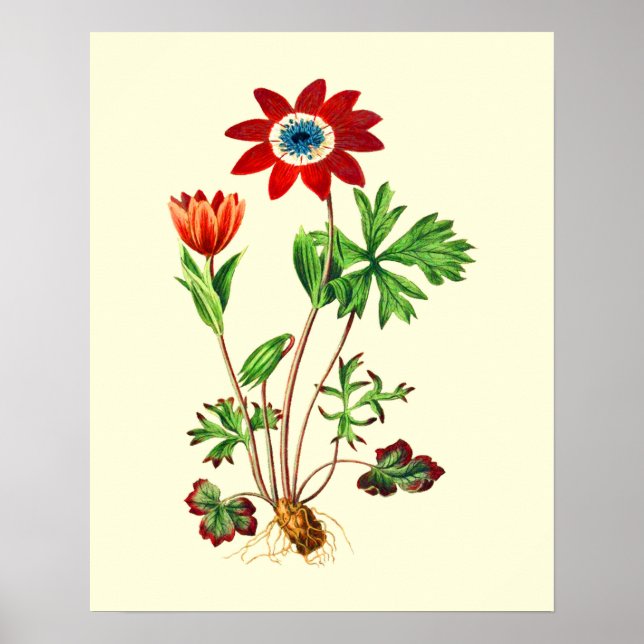 Vintage sjöstjärna Anemon Blomma Poster (Framsidan)