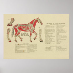 Vintage Skeletal Horse Anatomy Print 1902 Poster
