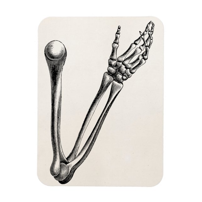 Vintage Skeleton Arm Bone Personlig Retro Bones Magnet (Vertikal)