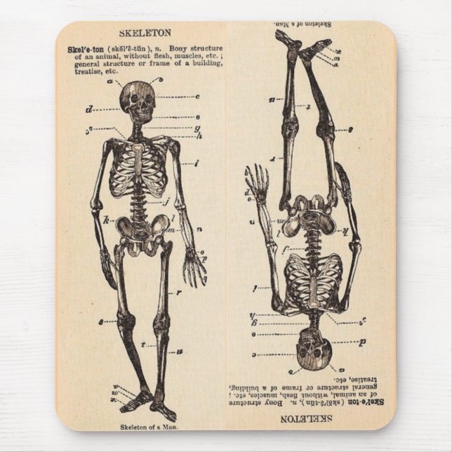 Vintage"Skeleton" Definition Musmatta (Framsidan)