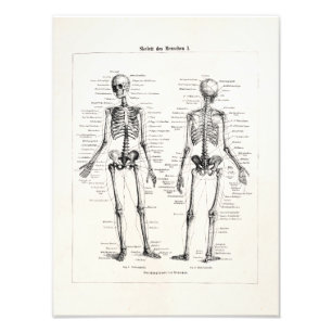 Vintage Skeleton Human Anatomy Bone Bones Skull Fototryck