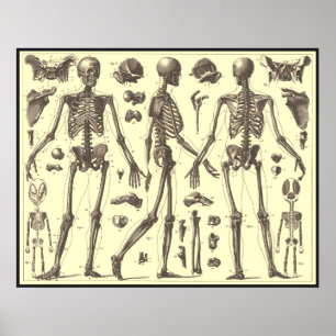 Vintage Skeletondiagram Poster