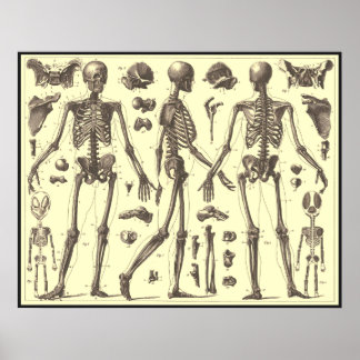 Vintage Skeletondiagram Poster